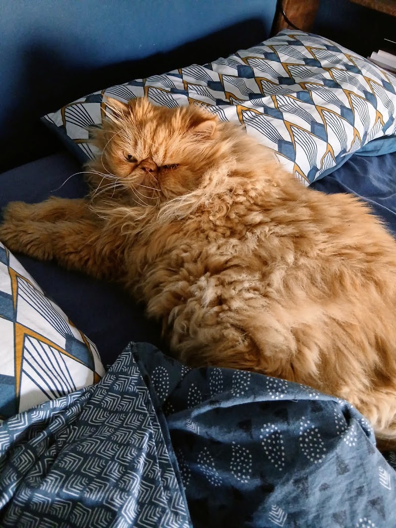 Garde d'animaux de compagnie Chat'croch'Coeur